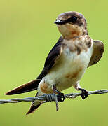 Barn Swallow