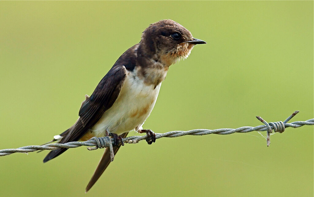 Barn Swallowjuvenile, identification