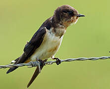 Barn Swallow