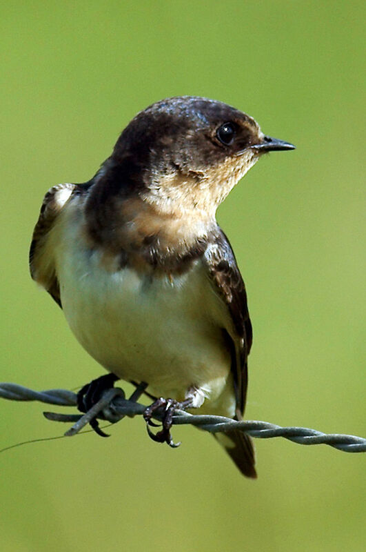 Barn Swallowjuvenile, identification