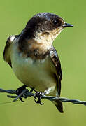 Barn Swallow