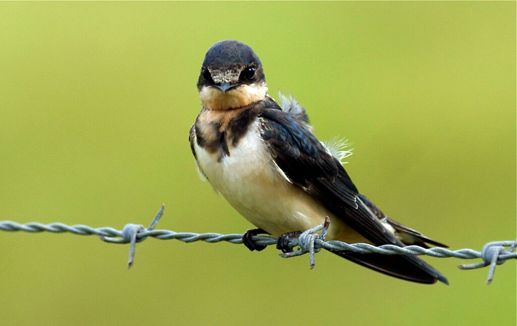 Barn Swallowjuvenile