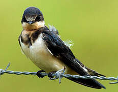 Barn Swallow