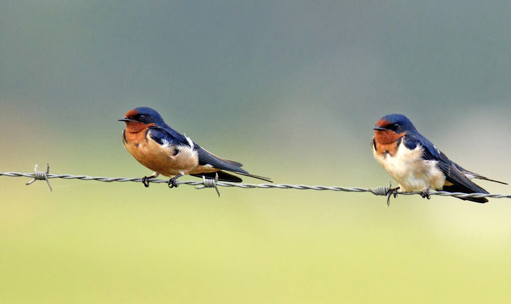 Barn Swallow male adult