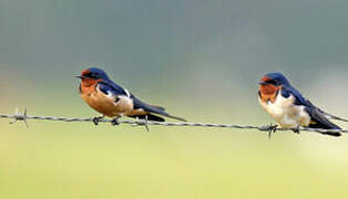 Barn Swallow