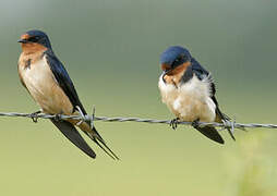 Barn Swallow