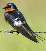 Barn Swallow