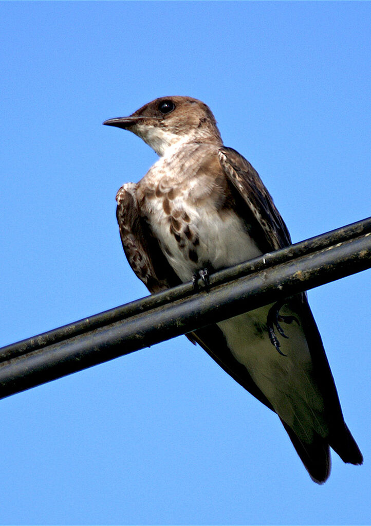 Brown-chested Martin