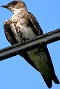 Brown-chested Martin