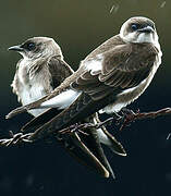 Brown-chested Martin