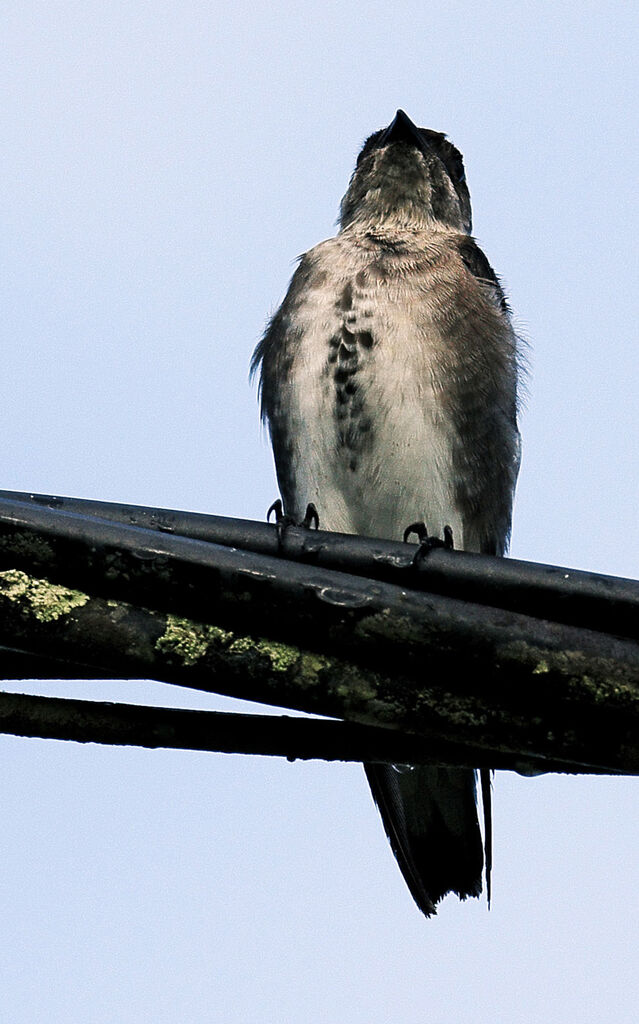 Brown-chested Martin