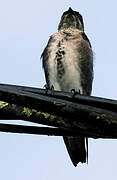 Brown-chested Martin