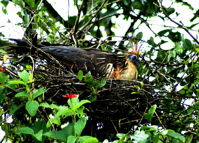 Hoatzin, Reproduction-nesting