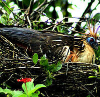Hoatzin Geographic Range