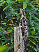 Common Potoo