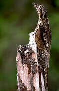 Common Potoo