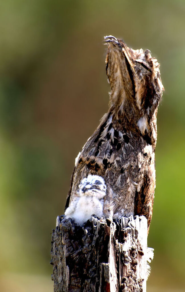 Common Potoo