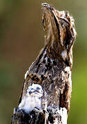 Common Potoo