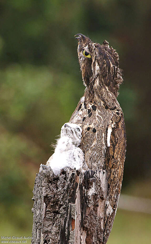 Common Potoo, pigmentation, Reproduction-nesting