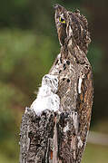 Common Potoo