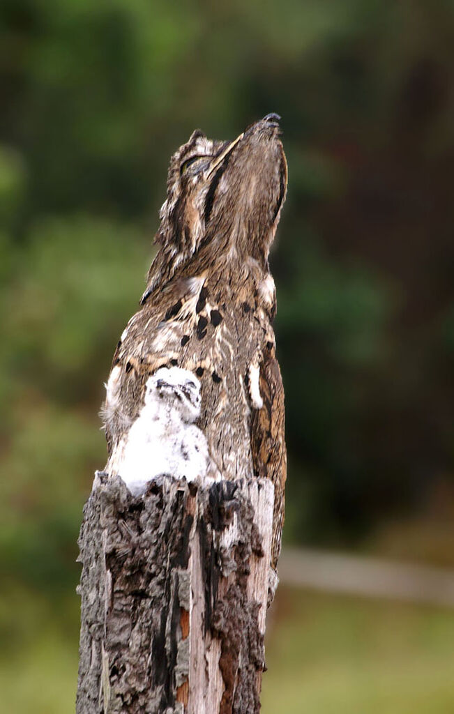 Common Potoo