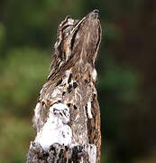 Common Potoo