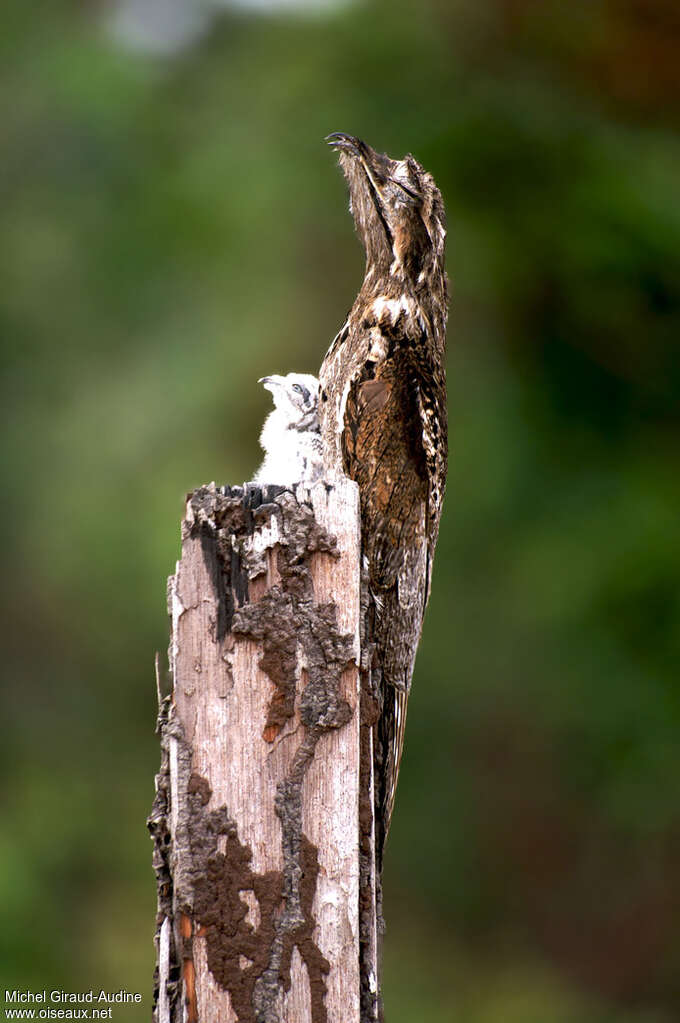 Common Potoo, Reproduction-nesting