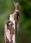 Common Potoo