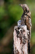 Common Potoo