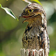 Common Potoo