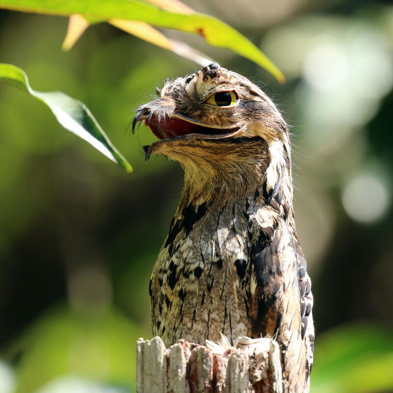 Common Potoo female adult, Reproduction-nesting