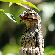 Common Potoo