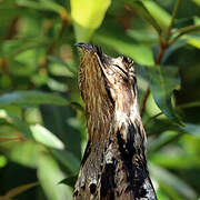 Common Potoo