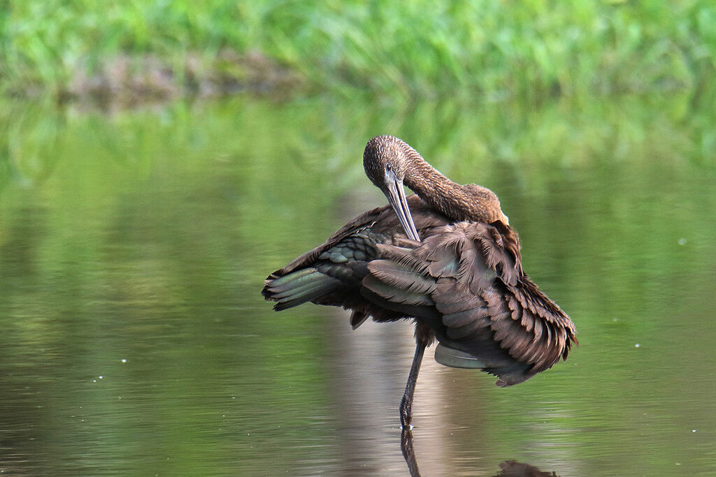 Ibis falcinellejuvénile