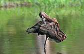 Ibis falcinelle