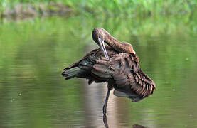 Glossy Ibis