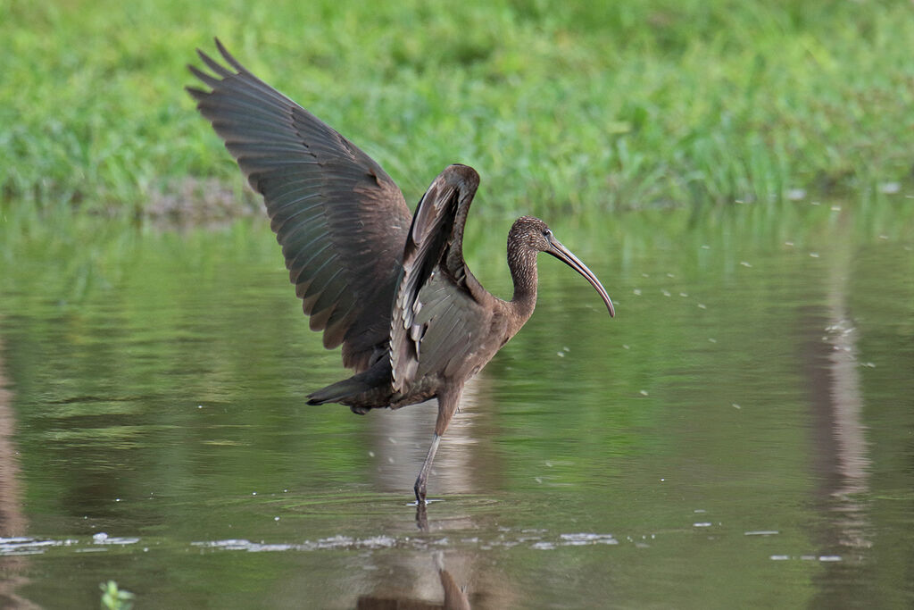 Ibis falcinellejuvénile