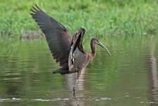 Ibis falcinelle