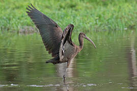 Glossy Ibis