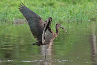 Ibis falcinelle