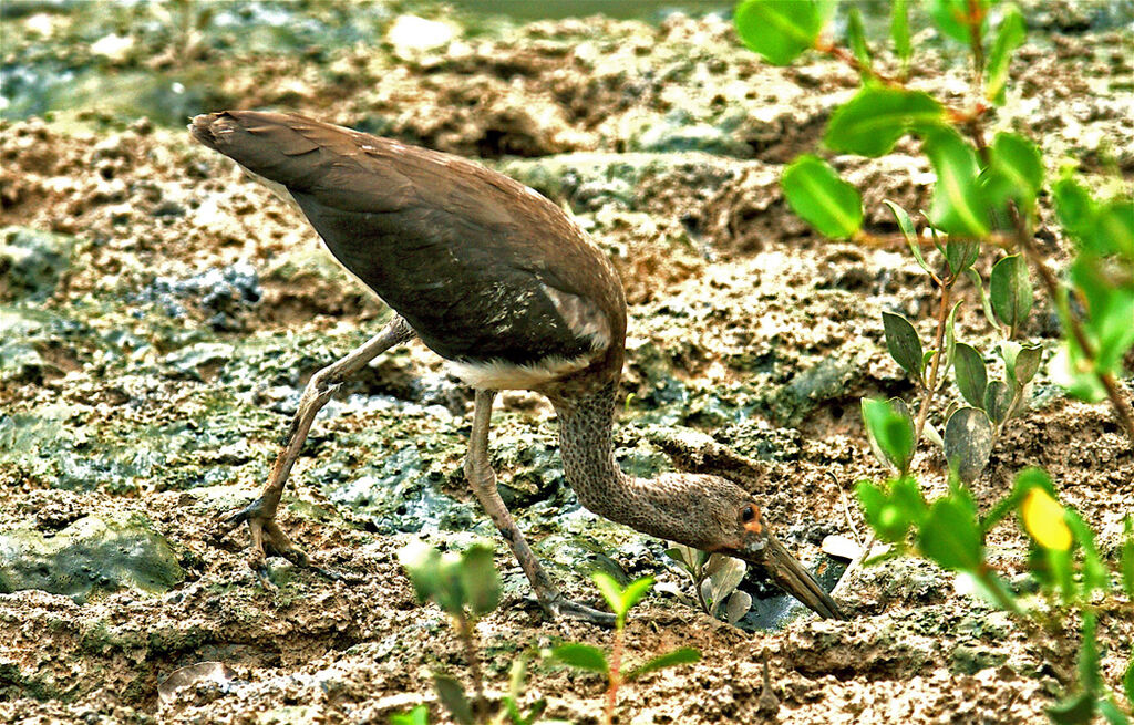 Ibis rougeimmature, régime