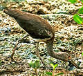 Ibis rouge