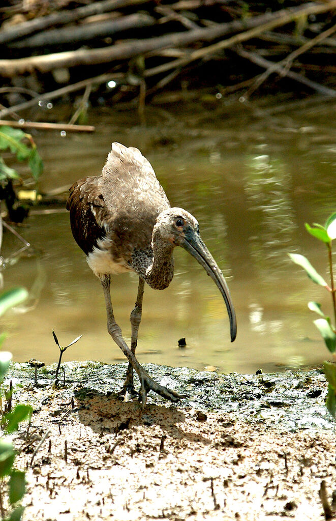 Ibis rouge, identification