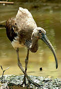 Scarlet Ibis