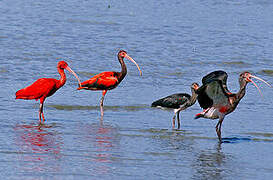 Scarlet Ibis