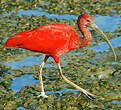 Ibis rouge