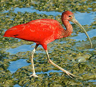 Scarlet Ibis