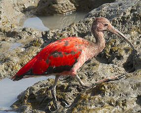 Ibis rouge