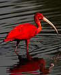 Ibis rouge