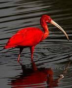 Ibis rouge